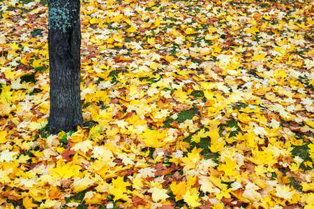 Autumn view. Fallen maple leaves on the ground.の写真素材