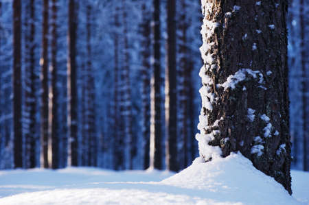 Close-up of pine trunk in winter forest. Focus on tree trunk.の写真素材
