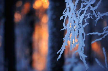 Winter forest at dusk. Last light of the setting sun between tree trunks in the background....