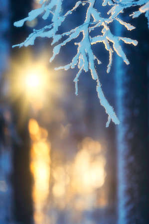 Winter forest in evening sunlight