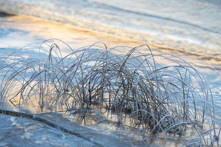 Frost covered sedges on the shore next to ice covered water surfaceの写真素材