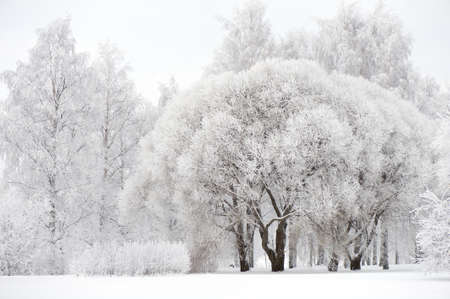 Winter scenery. Snow and frost covered trees at park.の写真素材