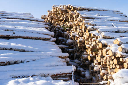 Pile of logged tree trunks. Sawn trees from the forest. Logging timber wood industry.の写真素材