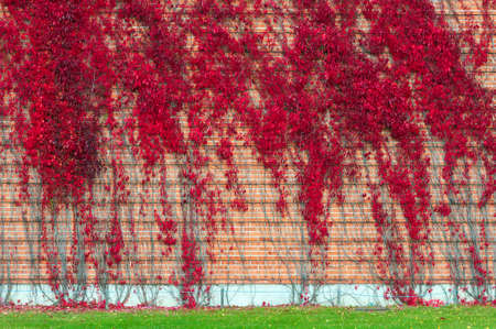 False Virginia creeper Parthenocissus inserta foliage in autumn colorsの写真素材