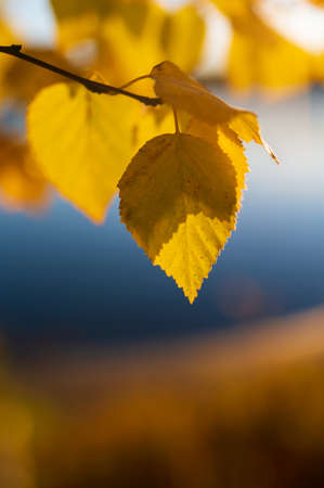 Autumn yellow leaves on the birch tree at sunset. Selective focus, blurred background. Beautiful autumn nature background.の写真素材