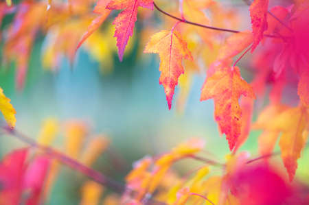 Leaves of Amur Maple or Acer ginnala in autumn colors with bokeh background, selective focus, shallow DOFの写真素材