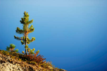 Young Scots pine tree on bedrock against water surface on the backgroundの写真素材