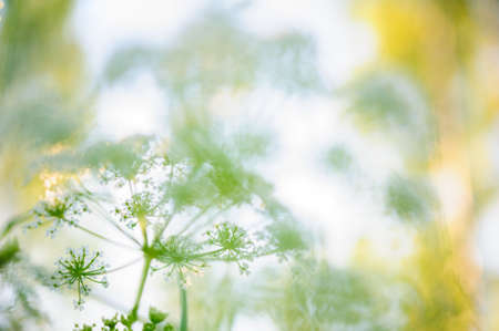 Goutweed, Ground elder, Aegopodium podagraria, flowers in summer.の写真素材