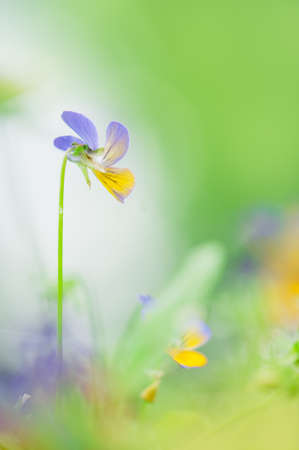 Pansy, Violet flowers in the garden. Selective focus and shallow depth of field.の写真素材