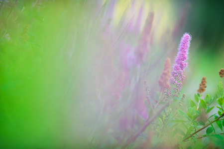 Triumphans Spirea (Spiraea billiardii) flowering. Selective focus and shallow depth of field.の写真素材