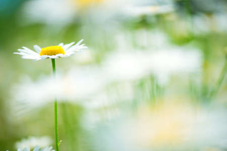 Oxeye daisy (Leucanthemum vulgare) in flower meadow. Selective focus and very shallow depth of field.の写真素材