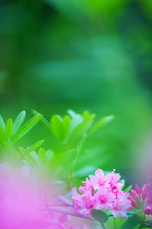 Rhododendron flowers and leaves. Selective focus and shallow depth of field.の写真素材