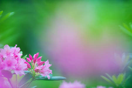 Rhododendron flowers and leaves. Selective focus and shallow depth of field.の写真素材