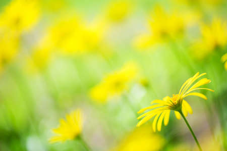 LeopardÂ´s Bane (Doronicum orientale) flowers. Selective focus and shallow depth of field.の写真素材
