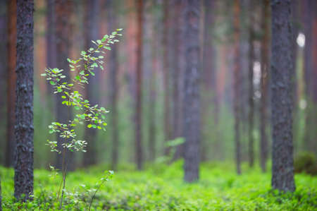 Young solitary aspen (Populus tremula) in Scots pine forest. Shallow depth of field.の写真素材