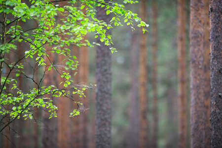 BIrch tree (Betula pendula) branches against pine forest background. Shallow depth of field.の写真素材