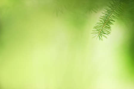 Close-up of spruce branch and needles. Selective focus and shallow depth of field.の写真素材