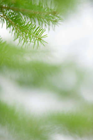Close-up of spruce branch and needles. Selective focus and shallow depth of field.の写真素材
