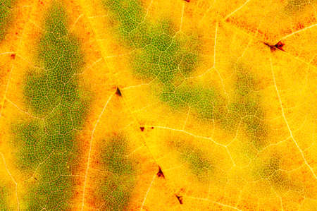 Close-up of maple leaf showing veins. Autumn colors, abstract background texture.