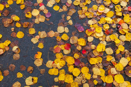 Aspen leaves on wet asphalt, autumn colors, abstract textured background.の写真素材