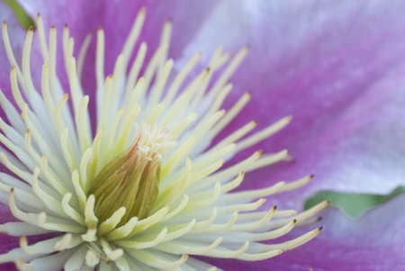 Close-up of clematis flower. Shallow depth of field.の写真素材