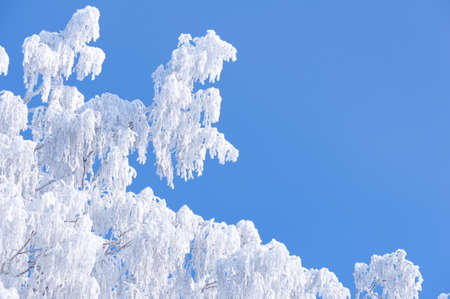 Winter branch with copyspace. Snow and hoarfrost covered tree branches against blue sky.