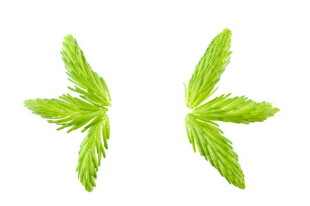 Fresh spring shoots of spruce are natural source of vitamin C.