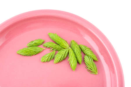 Fresh spring shoots of spruce on a plate. They are natural source of vitamin C.の写真素材