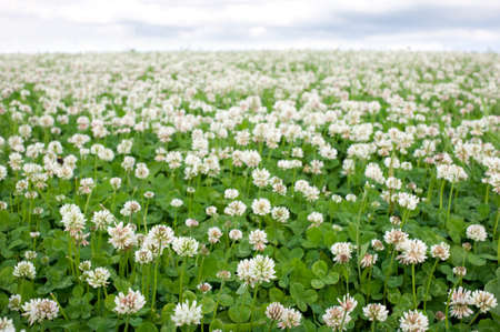 White clover (Trifolium repens) flowering. Focus on foreground.の写真素材