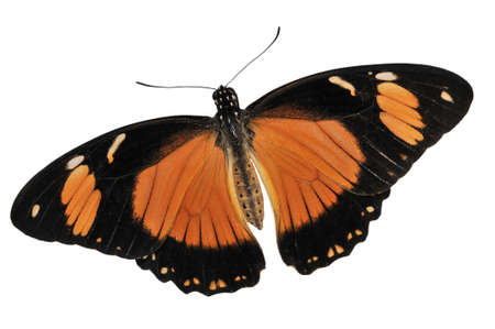 Butterfly isolated on white background