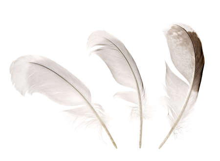 Bird feathers isolated on white background.の写真素材