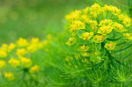 Cypress spurge Euphorbia cyparissias flowers in full bloomの写真素材