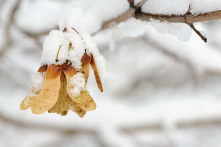 Maple keys covered with white snowの写真素材