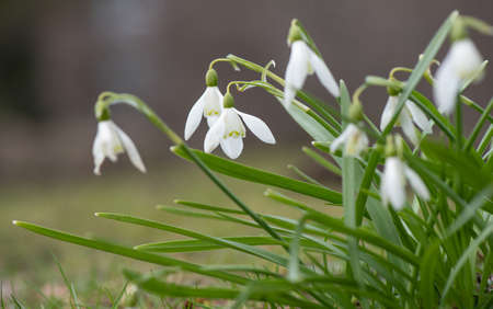 Snowdrop blooming in springtime