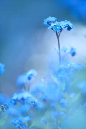 Wood Forget-me-not (Myosotis sylvatica) flowers in the meadow. Selective focus and shallow depth of field.の写真素材