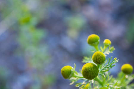 Matricaria discoidea, Wild Chamomile, Pineappleweedの写真素材