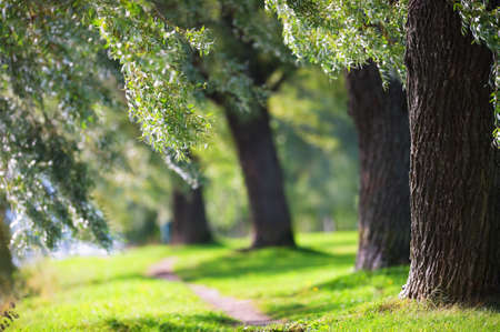 White Willow trees (Salix alba var. sericea 'Sibirica') in the park. Focus on foreground tree trunk. Shallow depth of field.の写真素材