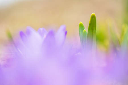 Daffodil green leaves in springtime, selective focus and shallow depth of field.の写真素材