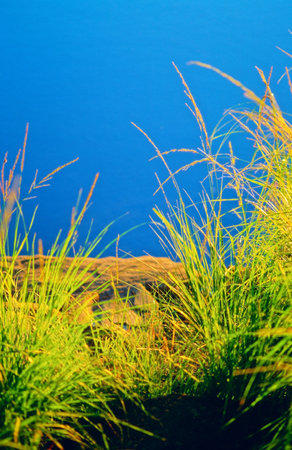 Purple moor grass (Molinia caerulea) on the shore against blue water surface. Selective focus and shallow depth of field. Scanned film source.の写真素材