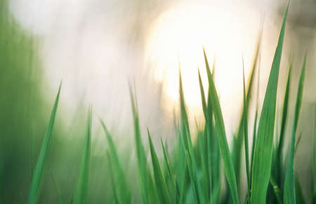 Grasses against defocused background. Selective focus and very shallow depth of field. Scanned from film.の写真素材