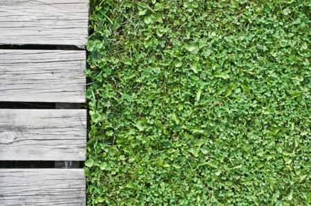 Grass field background. Green grass. Green background. Grey weathered planks.