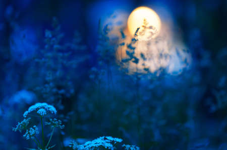 Meadow grasses and flowers in summer nightの写真素材