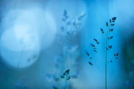 Grasses in the meadow at duskの写真素材