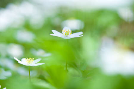 Wood anemone (Anemone nemorosa) white flowers in full bloom in forest floor in springtime. Selective...