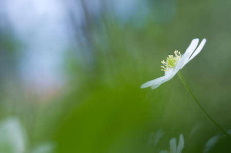 Wood anemone (Anemone nemorosa) white flowers in full bloom in forest floor in springtime. Selective focus and shallow depth of field.の写真素材