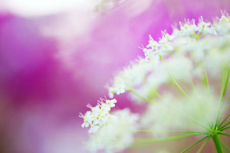 Close-up of cow parsley flowers in the meadow. Selective focus and shallow depth of field.