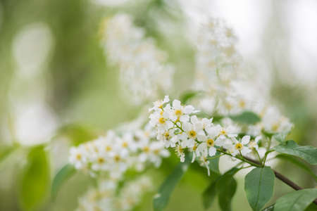 Bird cherry aka hackberry (Prunus padus) tree in full bloom. White flowers in springtime, defocused blurred background.の写真素材