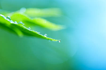 Raindrops on Spirea leaves. Selective focus and shallow depth of field.の写真素材