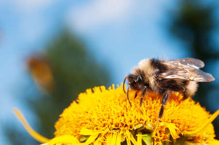 Bumblebee feeding nectar and pollinating Heartleaf oxeye (Telekia speciosa), yellow blooming perennial flower in the garden.の写真素材
