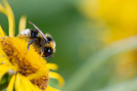 Bumblebee feeding nectar and pollinating Heartleaf oxeye (Telekia speciosa), yellow blooming perennial flower in the garden.の写真素材
